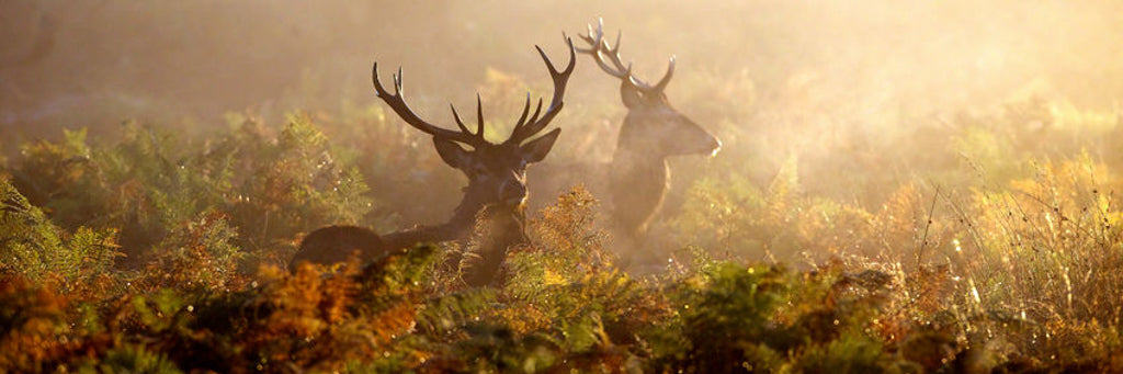 Two deer standing in a bushland as the sun rises. 